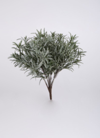 podocarpus hush 29 cm