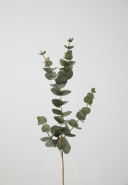Eucalyptus klein - volle tak- 81cm