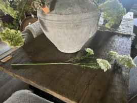 Dille crème wit (lijkt op fluitekruid)) 83 cm