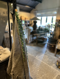 Senecoa groot 89 cm