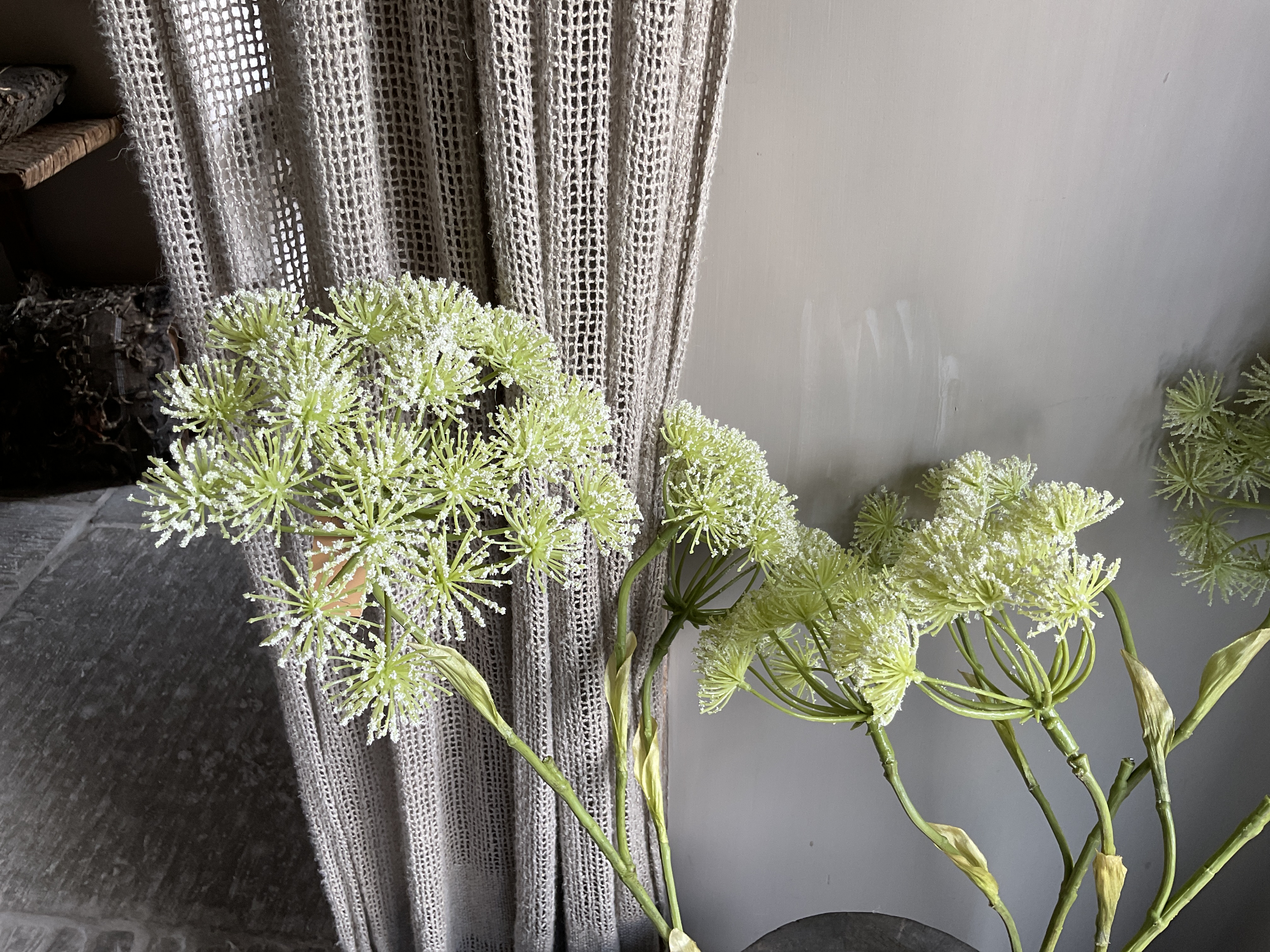 Dille  wit deluxe (lijkt op fluitekruid)) 100cm-xl