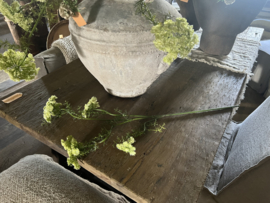 Dille groen (lijkt op fluitekruid)) 