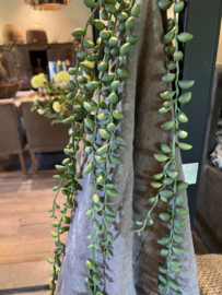 Senecoa groot 89 cm