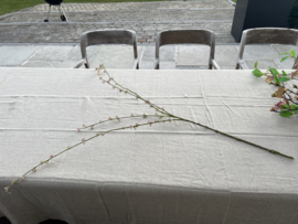 Spirea 95 cm