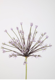 Alium stem 110 cm