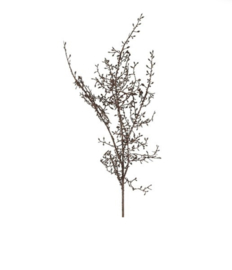 Corokia 108 cm bruin brons
