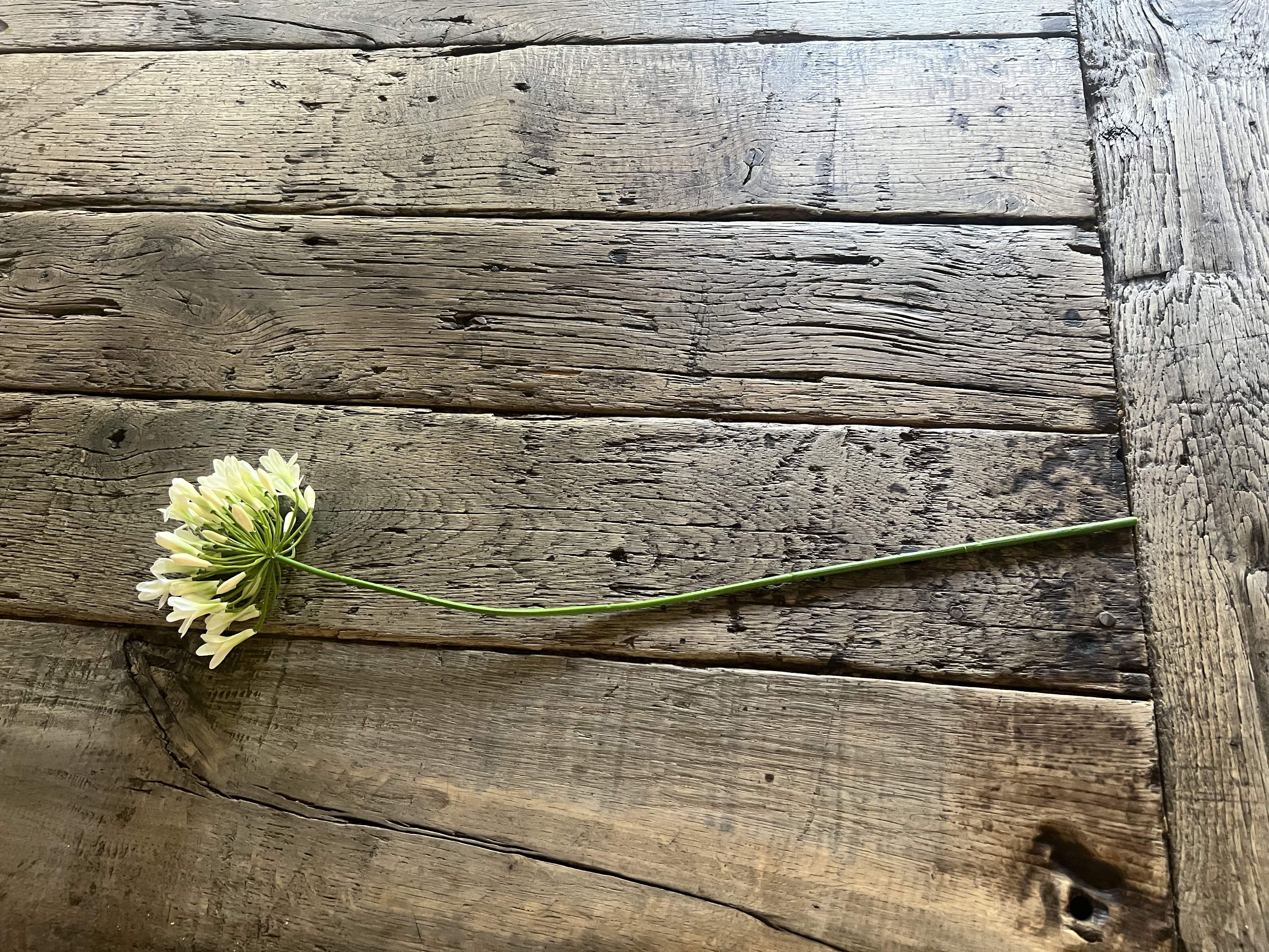 Agapanthus wit - 75 cm