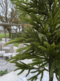 Kunst Araucaria L