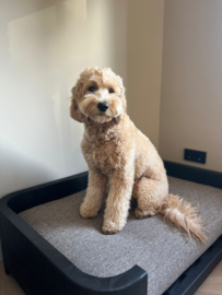 dogbed Gommaire