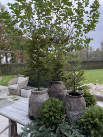 Kunst Araucaria L