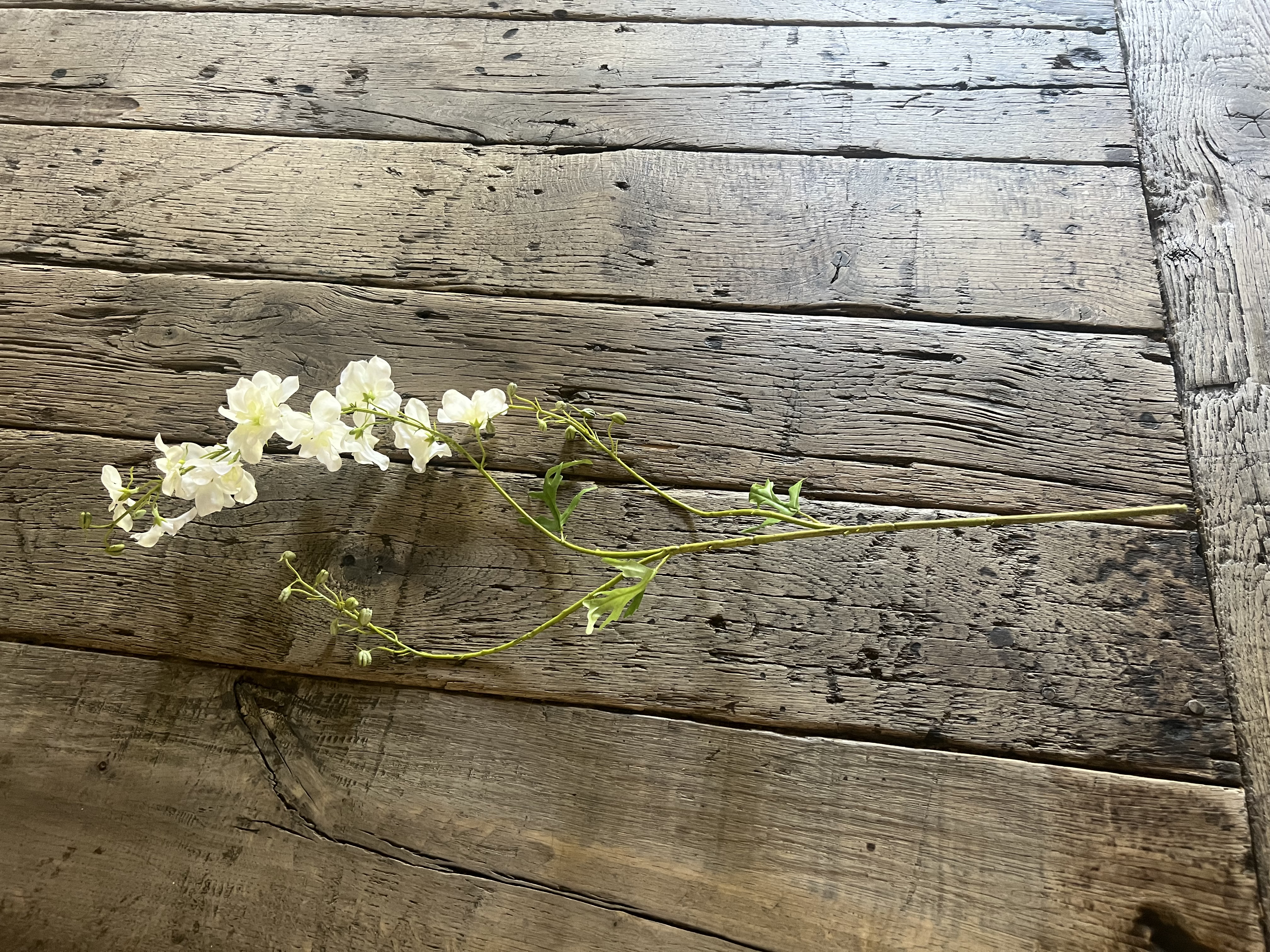 Delphinium 85 cm wit- vanillegeel