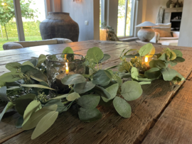 Eucalyptus krans xs