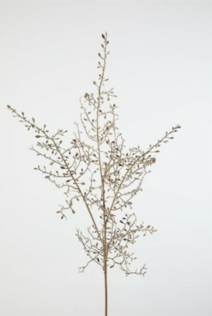 Corokia 104 cm