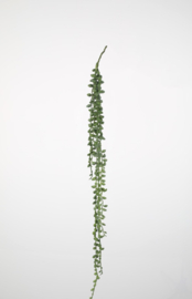 Senecoa groot 89 cm