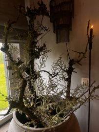 Asparagus kunst groot - 130 cm