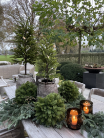 Kunst Araucaria bol met hangkoord aan