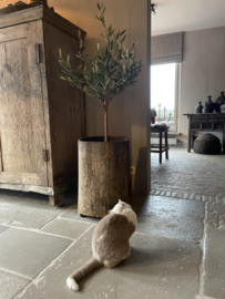 Kunstboom- olijfboom met echte Stam S - 65 x 118 cm 