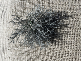 Zilverplantjes  - Calocephalus