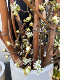 Bloesemtak, wit 95cm