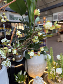 Bloesemtak, wit 95cm