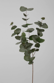 Eucalyptus - volle tak- 100cm
