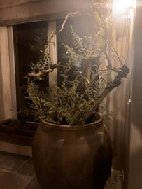 Asparagus kunst groot - 130 cm