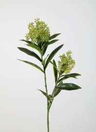 Skimmia 72cm groen