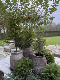Kunst Araucaria L