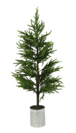 Kunst Araucaria L