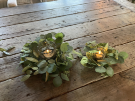 Eucalyptus krans xs