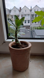 Kleine plant ADENIUM obesum / Woestijnroos - Mud in May