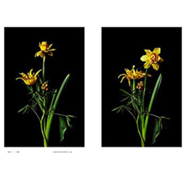 Encyclopedia Of Flowers IV - Makoto Azuma & Shunsuke Shiinoki