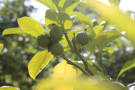 Botanische Tuinenzeep nr. 2 - bergamot & citroenverbena - Werfzeep