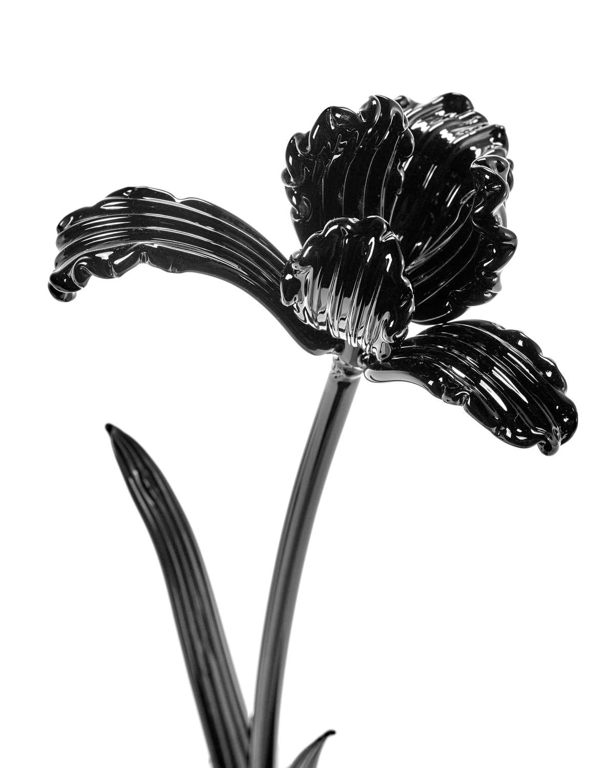 Josephine - Bloem Tulp transparant - Kris Van Assche / Serax