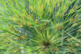 Botanische Tuinenzeep nr. 1 - mirte & papyrus - Werfzeep