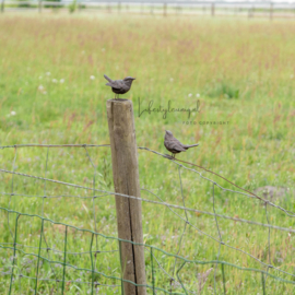 VOGELTJE 2 MODELLEN