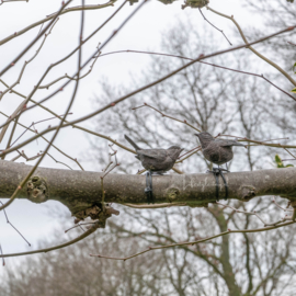 VOGELTJE 2 MODELLEN