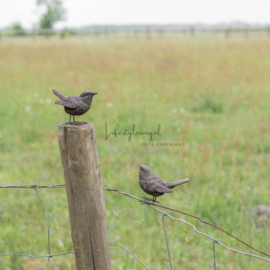 VOGELTJE 2 MODELLEN