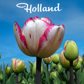 Foto tulp roze