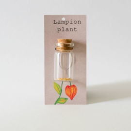 Lampion plant