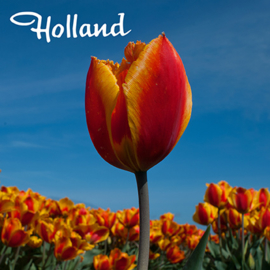 Foto tulp