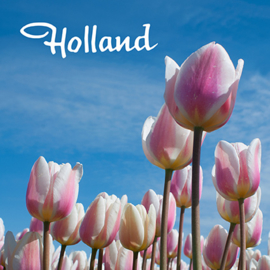 Foto tulp roze 2