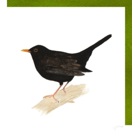 Amsel