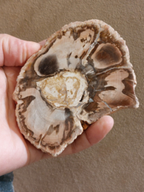 Versteend hout schijf