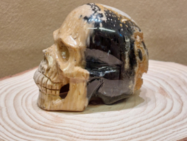 Versteend palmwortel human skull