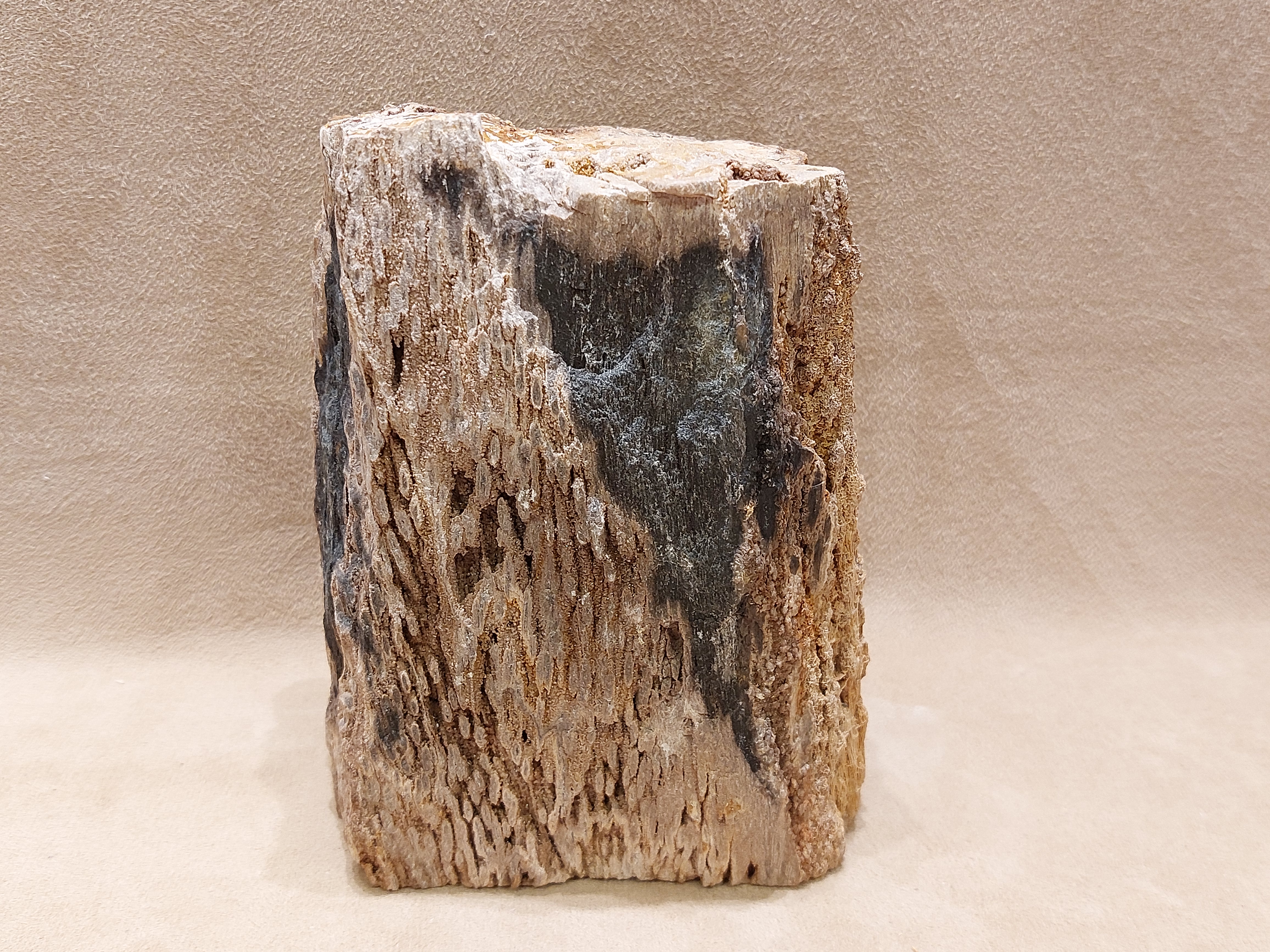 Versteend hout uit Indonesië