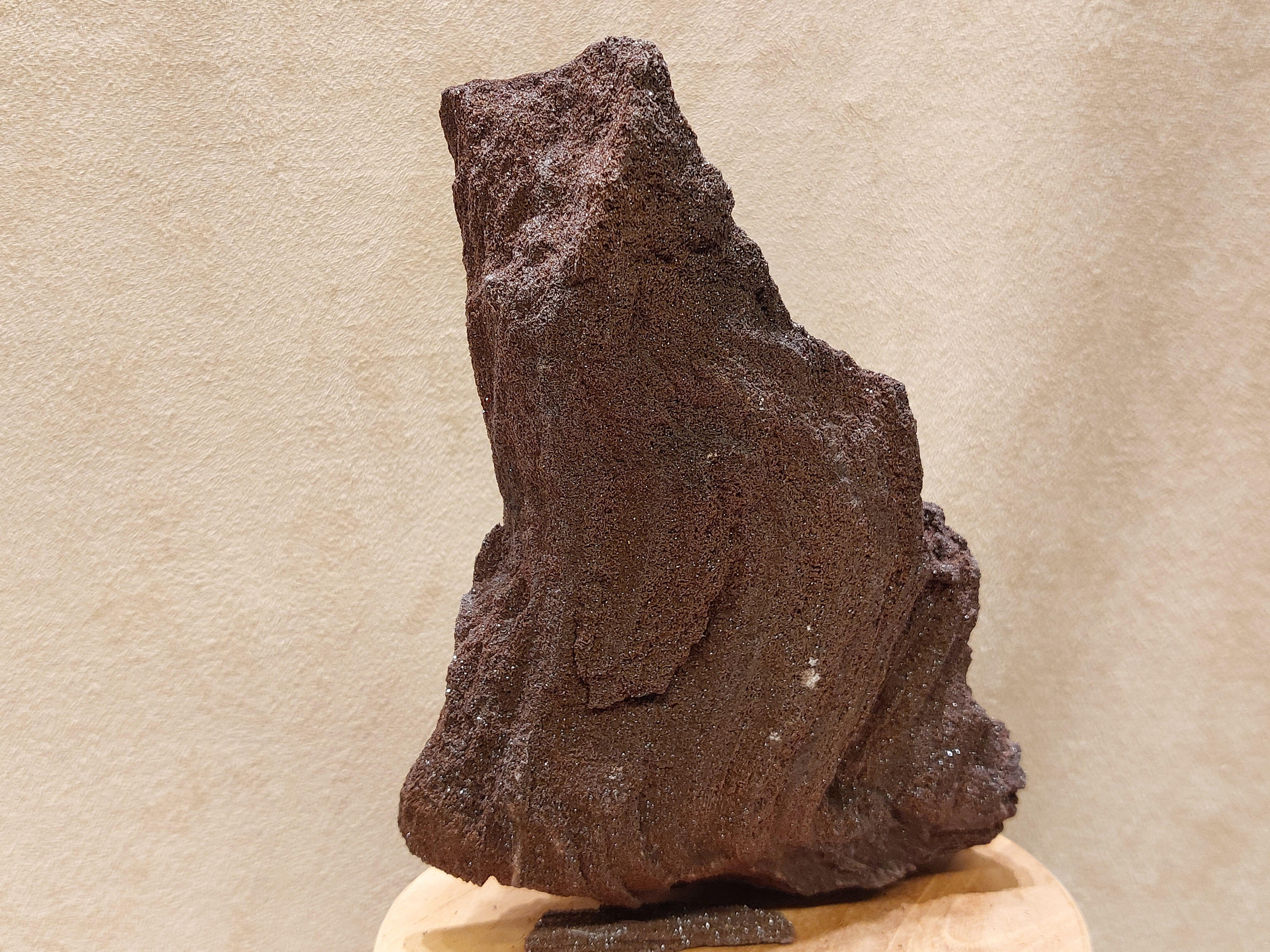 Versteend hout van de sequoia boom of mammoetboom, Duitsland