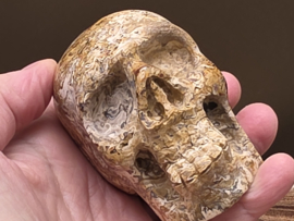 Fossiel koraal human skull