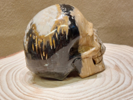 Versteend palmwortel human skull