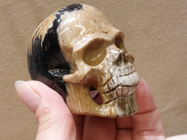 Versteend palmwortel human skull
